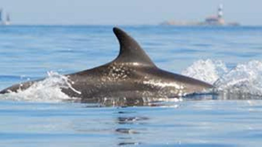 Las marcas en la aleta dorsal de cada delfín permiten diferenciar a los ejemplares.