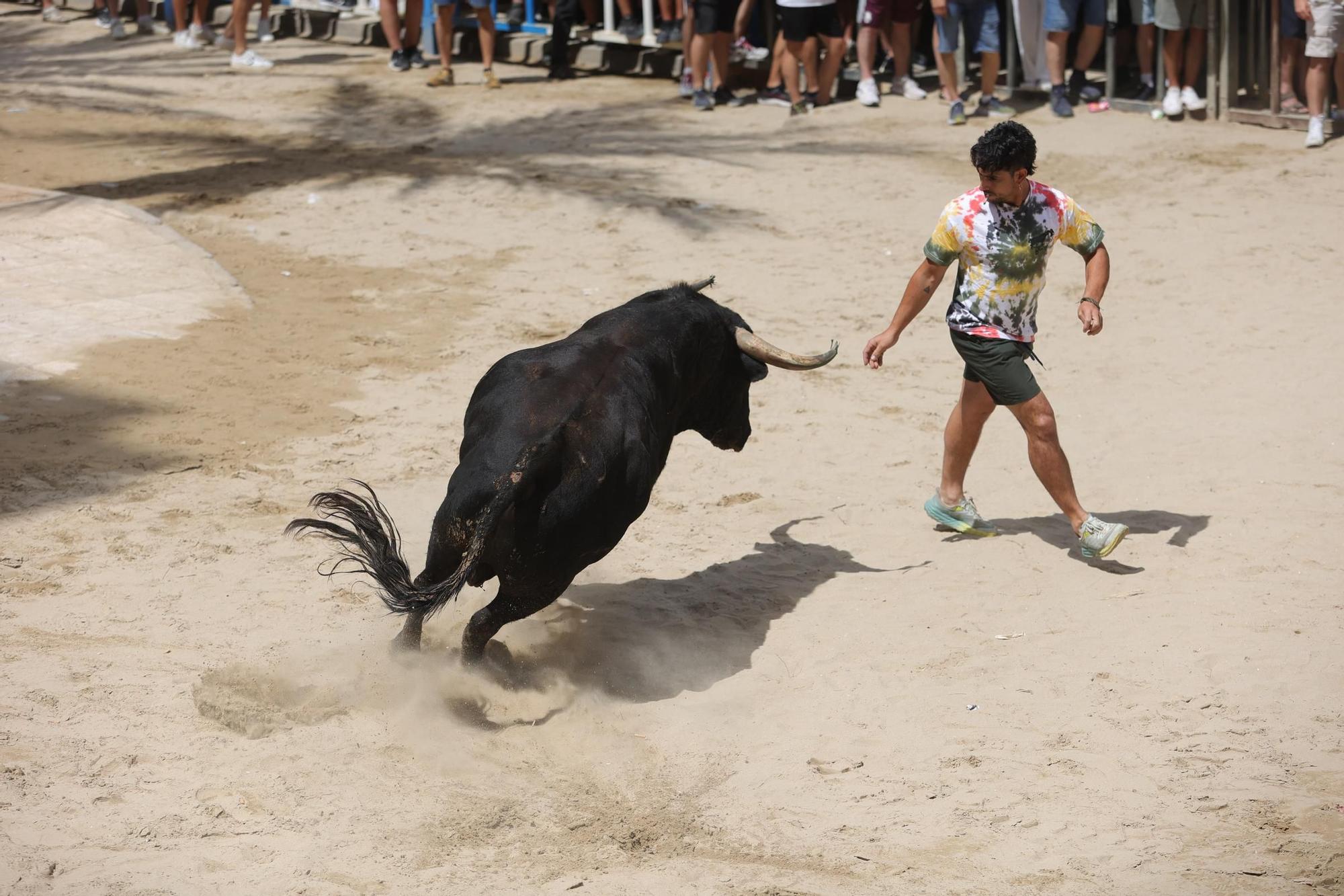 Encierro de cerriles en las fiestas de Sant Pere del Grau