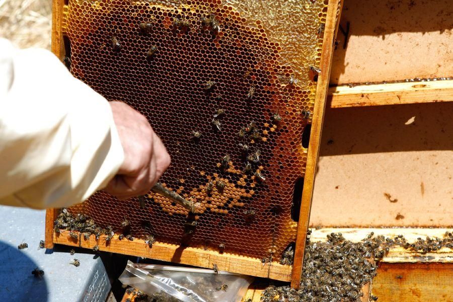 Colmenas con abejas muertas en San Vitero