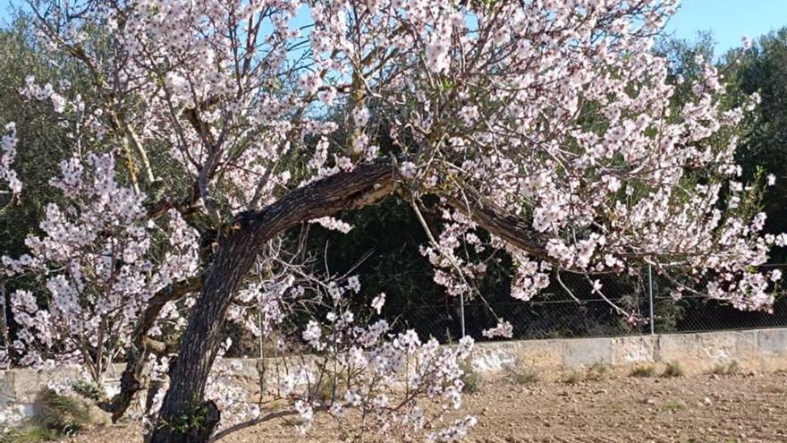 Ametler en flor a Son Servera.