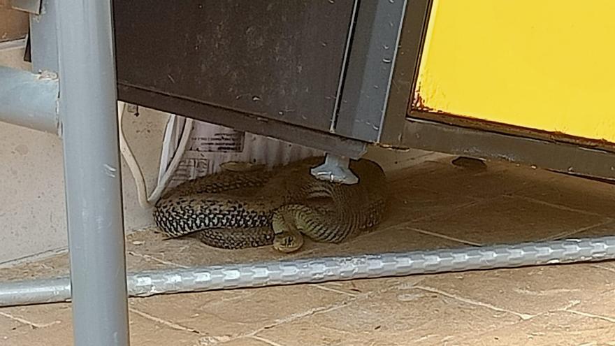 Aparece una serpiente en una urbanización del PAU 1