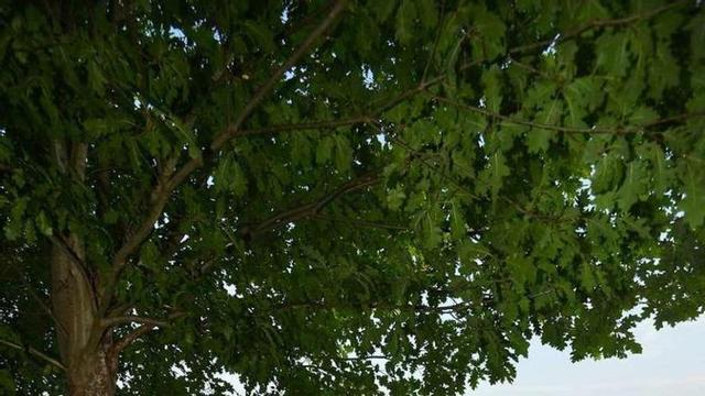Directivos de la Mancomunidad de Montes, en Bora. // G.S.