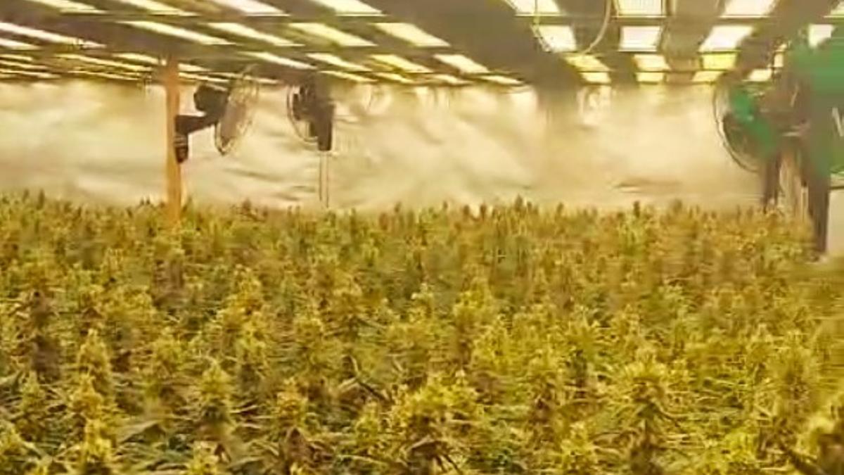 Plantación de marihuana encontrada en Barcelona