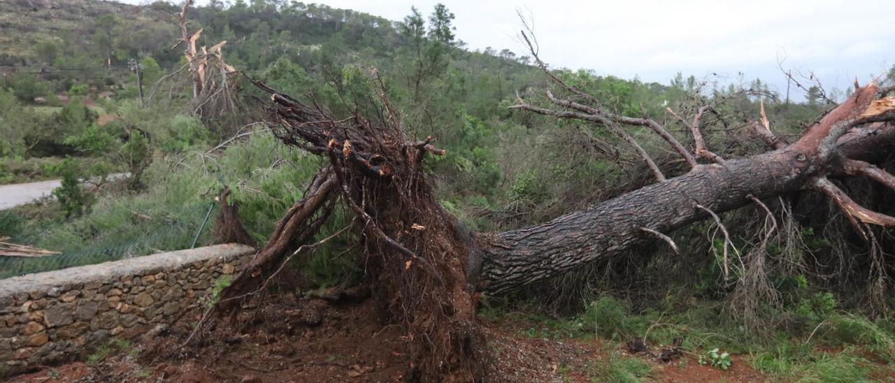 Imagen de uno de los destrozos causados por el temporal de octubre de 2019 en Sant Antoni.