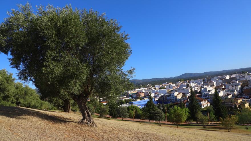 Denunciados dos jóvenes por recoger aceitunas de los olivos de La Asomadilla en Córdoba