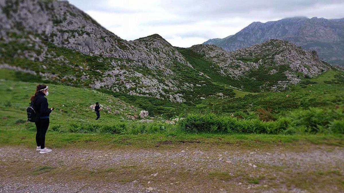 Paraje próximo a los lagos de Covadonga donde se aprecia el crecimiento de matorral. | M. V.