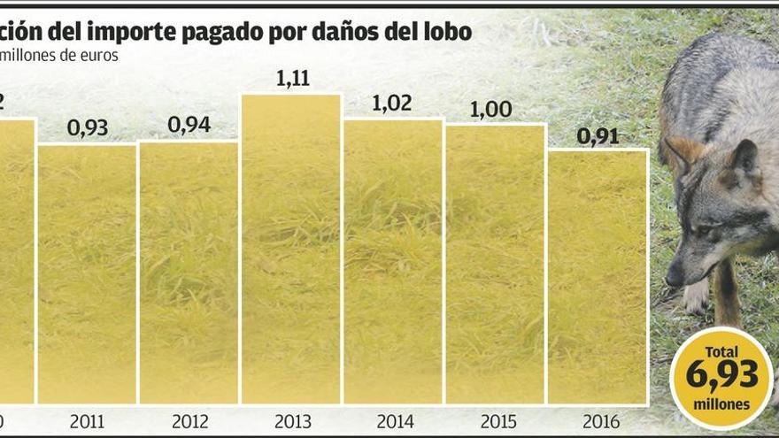 Los controles del lobo son legales, dicta el fiscal, que archiva tres denuncias ecologistas