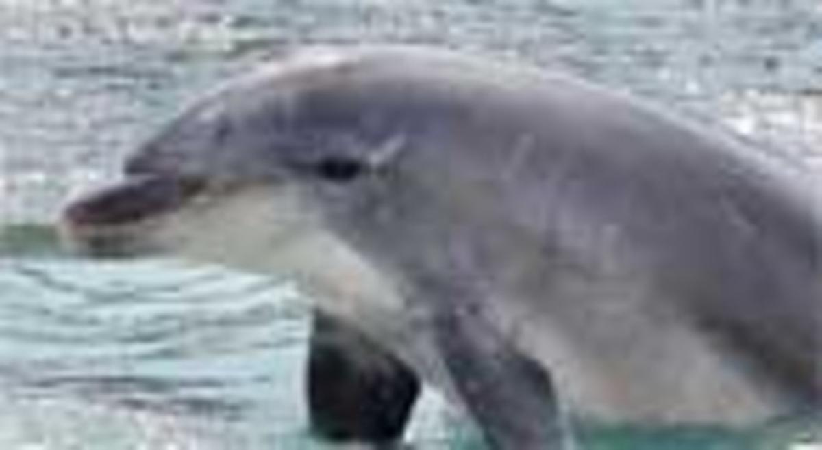 El misteriós recluta Flipper. El misteriós recluta Flipper.