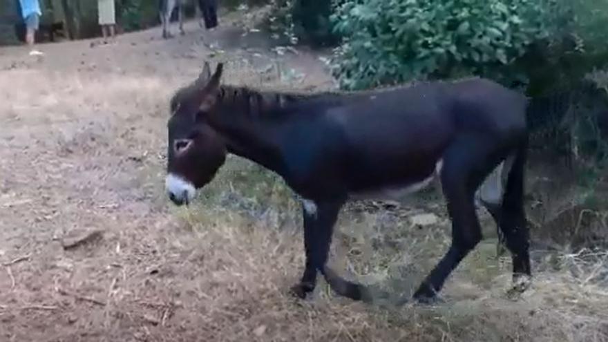 Una manada de burros limpiará los parajes naturales de Castellón