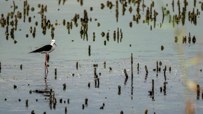 Zanco, Parque Natural de la Albufera, Los 5 mejores parques naturales de España para el avistamiento de aves migratorias