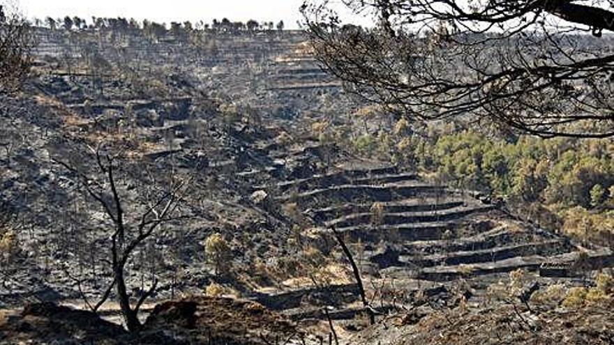 Imatge de l&#039;afectació de l&#039;incendi de la Ribera d&#039;Ebre a Bovera