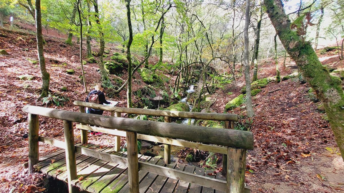 Uno de los tramos de la senda botánica del Parque Natural del Monte Aloia.