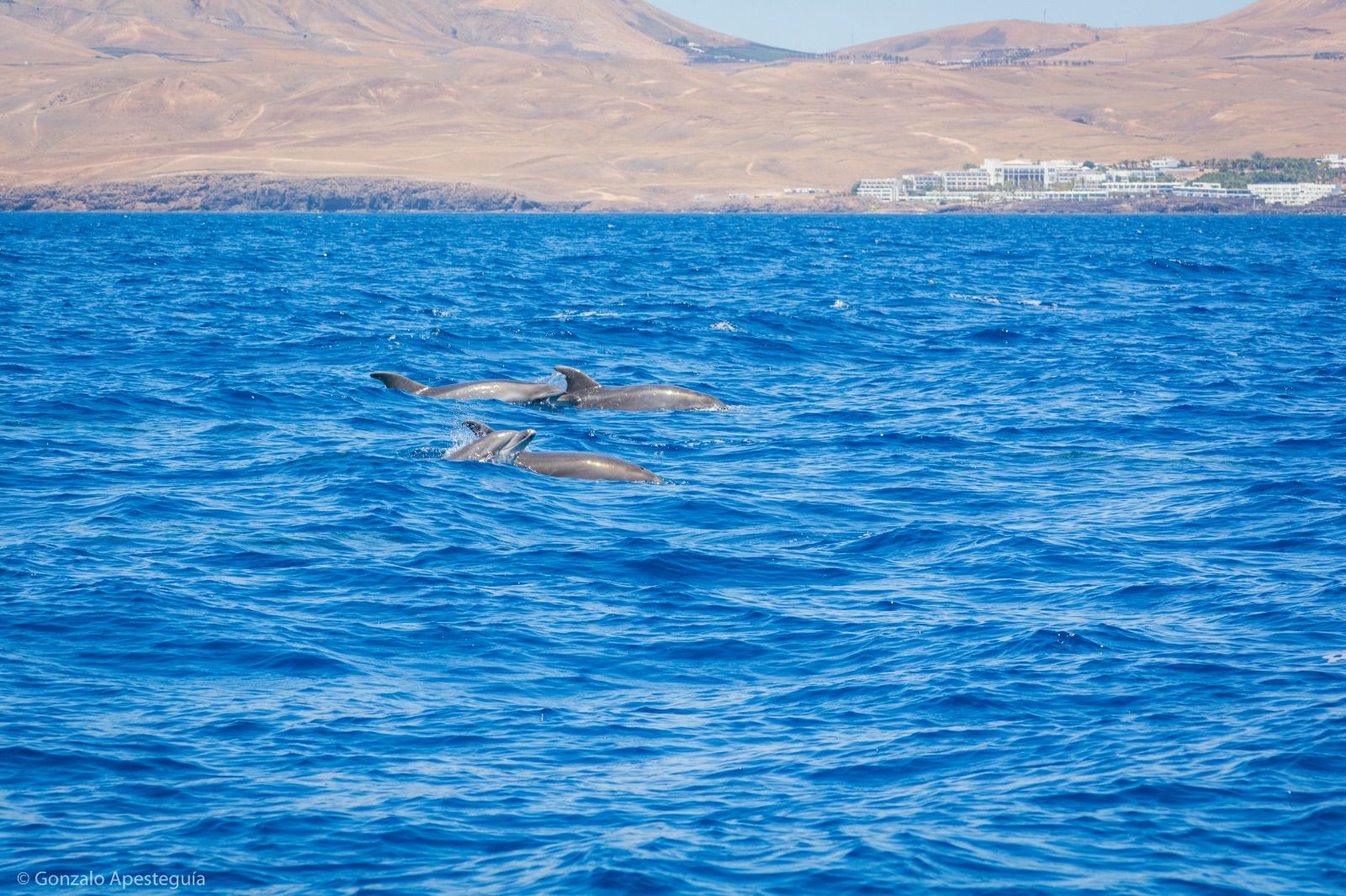 Cetáceos y catamarán 100% eléctrico en Lanzarote