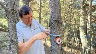 Revisan la salud de los bosques catalanes a través de una red de más de 9.000 árboles