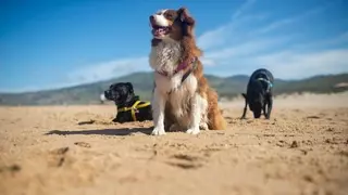 Esta es la razón por la que no es aconsejable que los perros estén demasiado tiempo al aire libre