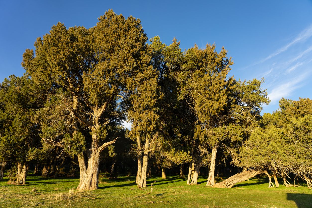 Estas sabinas forman parte de uno de los bosques más espectaculares de España.