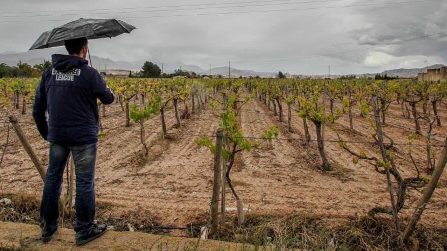 Las condiciones climatológicas de los últimos meses han sido muy beneficiosas para las viñas del Medio Vinalopó