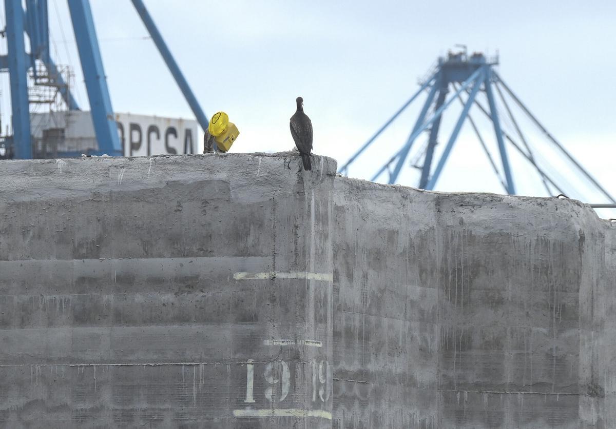 Cormoranes en los bloques de hormigón en Las Alcaravaneras Cormoranes en los bloques de hormigón en Las Alcaravaneras