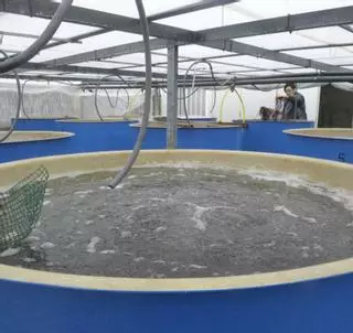 Algafrés tramita los permisos para una nueva planta de cultivo de algas y erizo de mar en el puerto de Sada