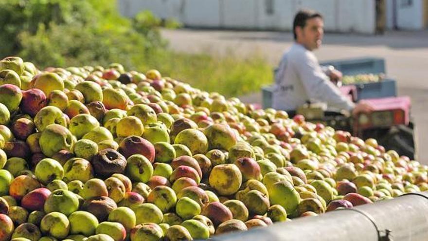 Manzanas listas para ser mayadas.