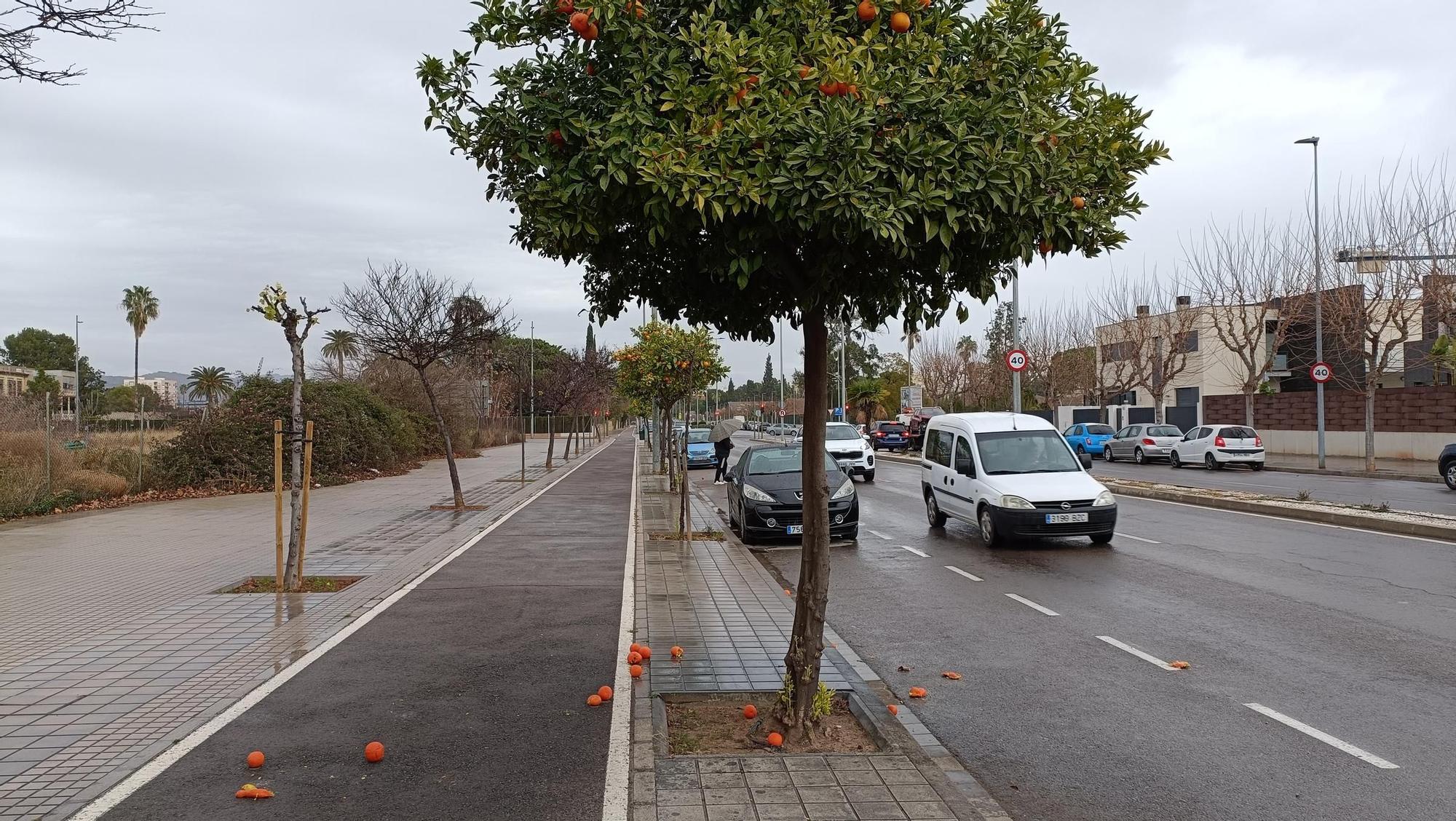 Naranjos 'bordes' en la avenida Vila-real de Castelló, este viernes.