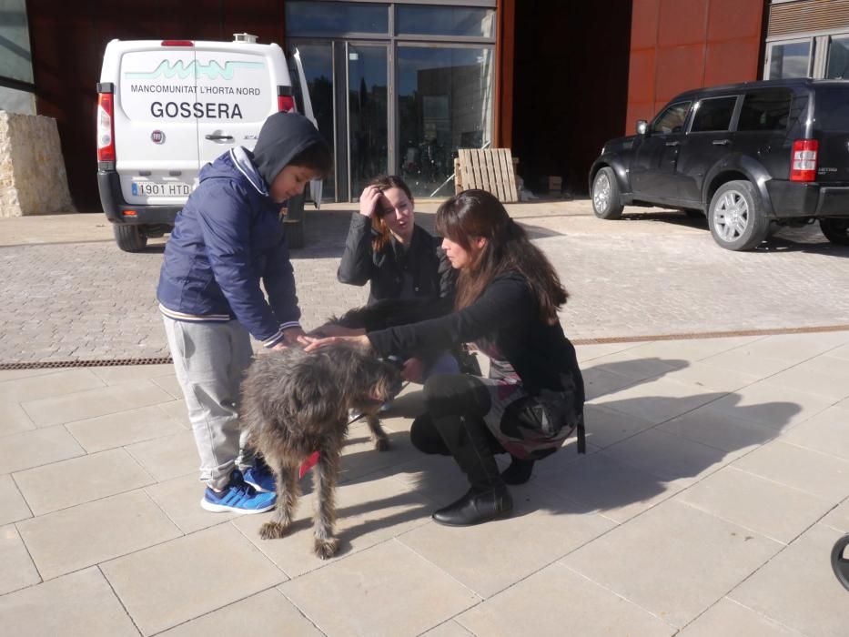 Jornada de adopción de perros en el Bioparc