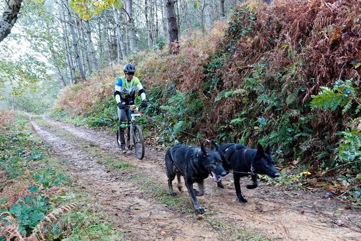 Carrera canicross