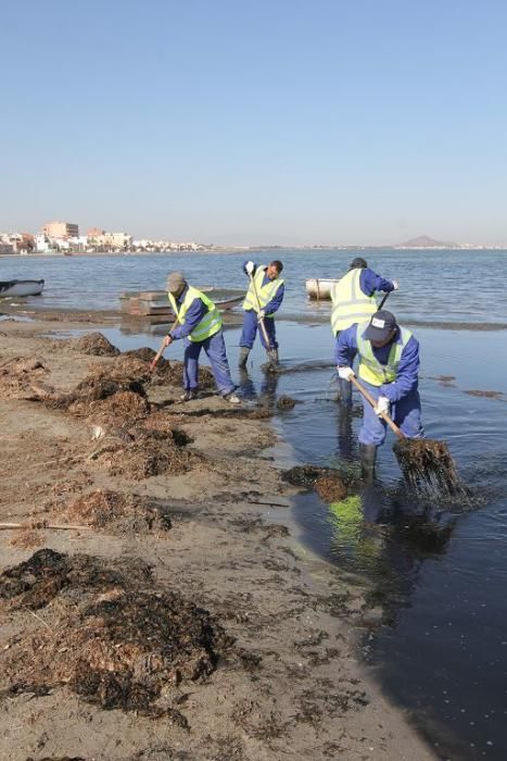 Así trabaja la brigada de limpieza en el Mar Menor