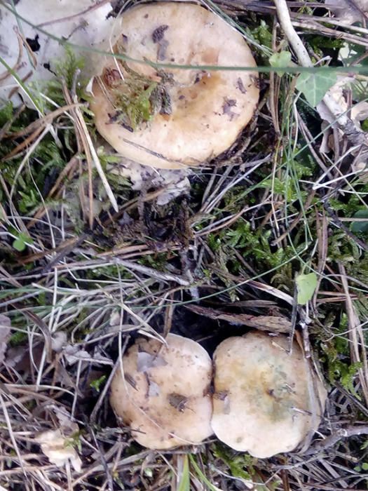 Bolet. En una temporada que es presenta modesta, algun rovelló treu el cap pels boscos de Moià.