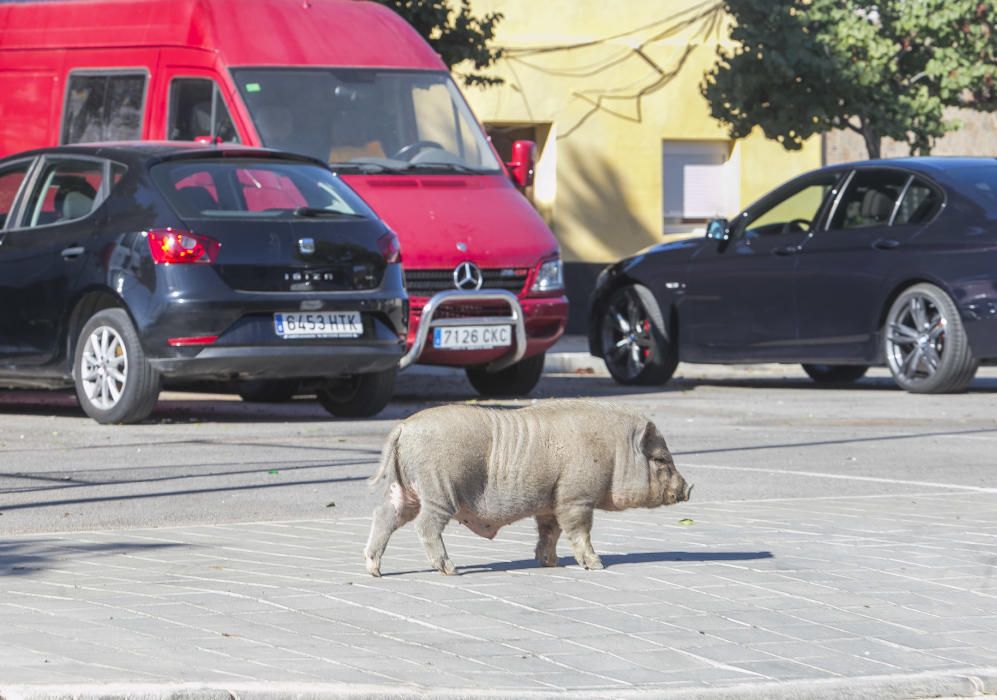 Cerdos vietnamitas en el entorno del Cementerio de Alicante