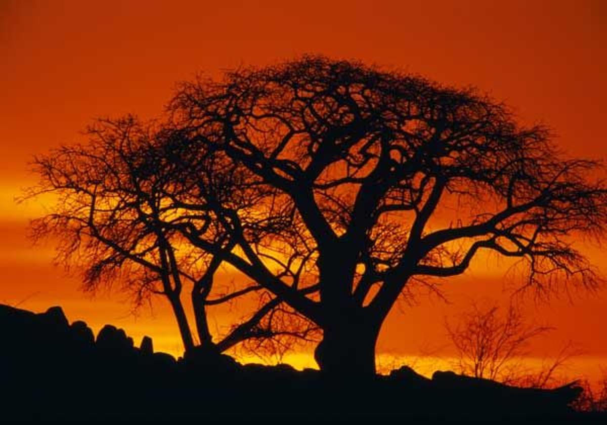 Baobabs al atardecer en la isla de Kubu, en Makgadikgadi Pans.
