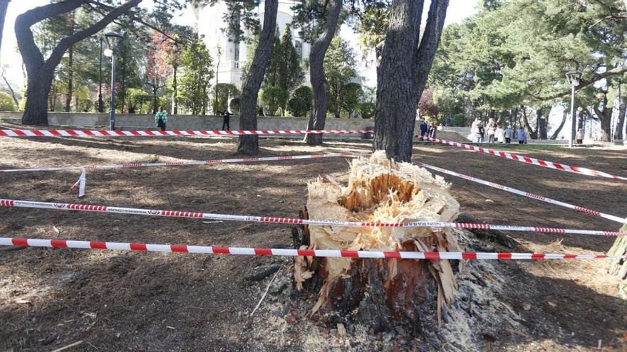 El tocón del pino caído, con la Casa de las Ciencias al fondo.   | // IAGO LÓPEZ