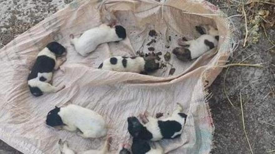 Tiran ocho cachorros de perro en un saco en La Matanza - El Día