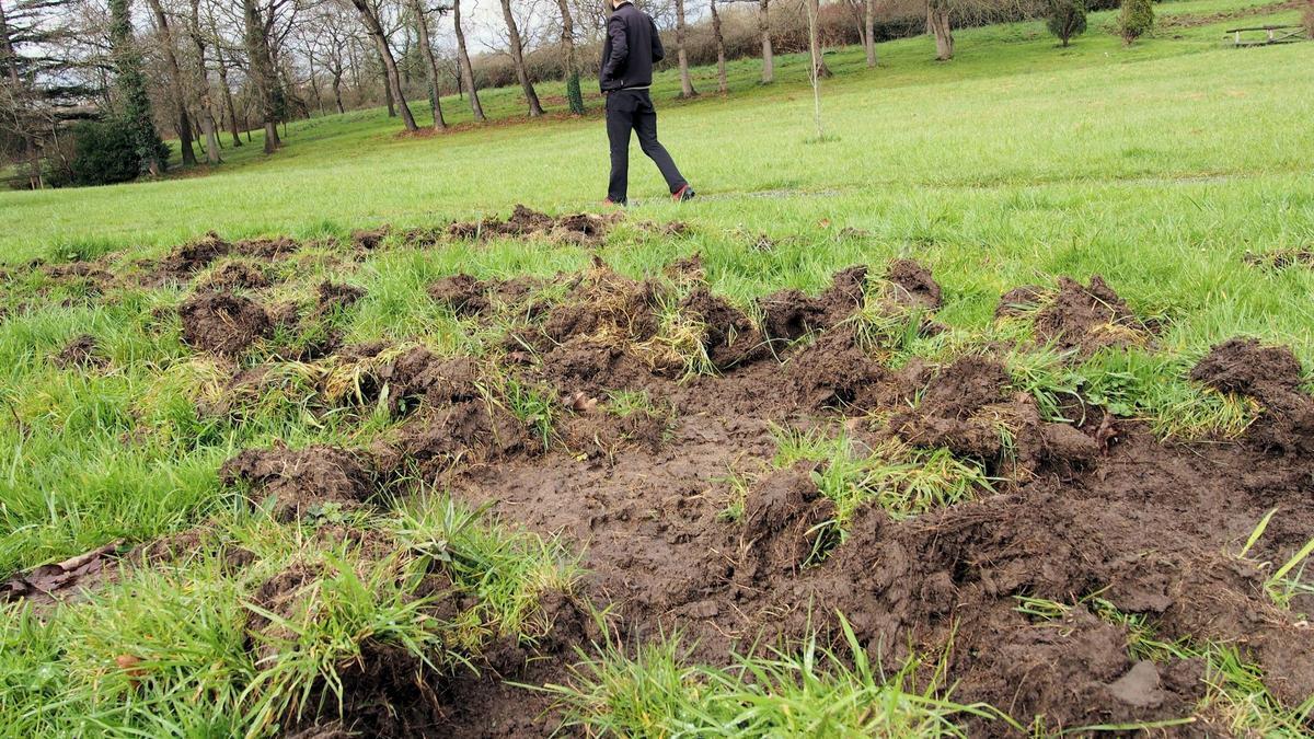 Destrozos del jabalí en La Fresneda.