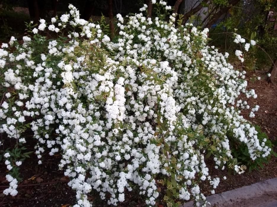 Floración en el Jardín de La Concepción.