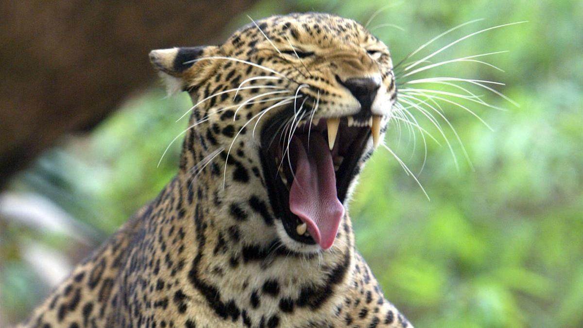 Un leopardo, en un zoo de Bangkok