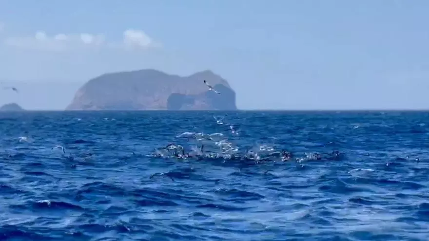 Pelea por los atunes en Canarias: gaviotas a la caza de comida