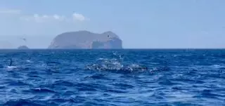 Pelea por los atunes en Canarias: gaviotas a la caza de comida