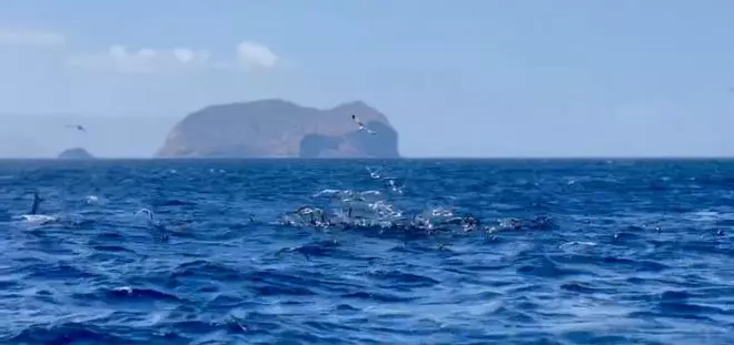 Pelea por los atunes en Canarias: gaviotas a la caza de comida