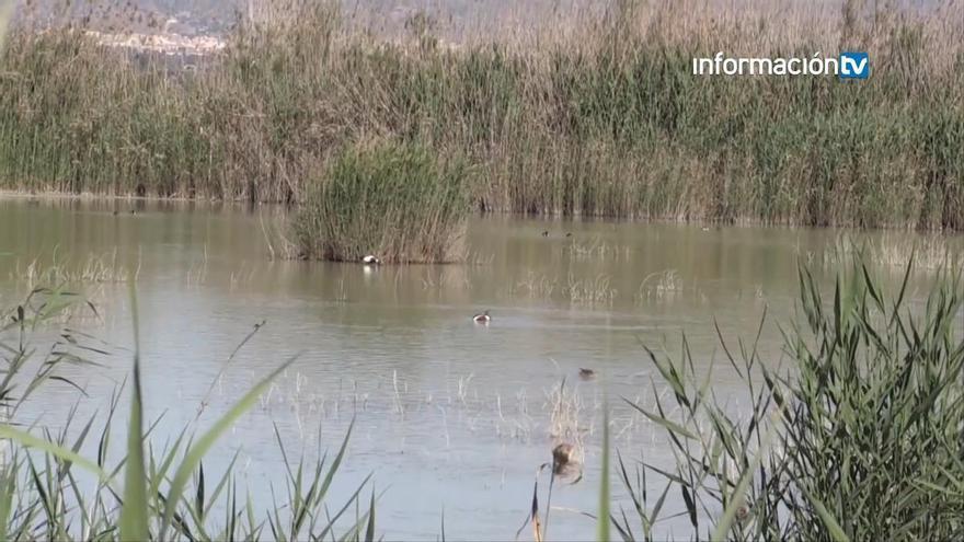 Alertan de un brote de botulismo aviar en El Hondo de Elche