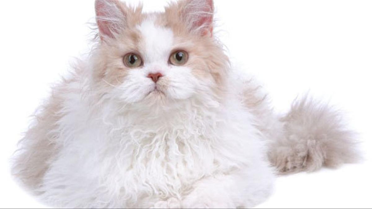 Un ejemplar de Selkirk rex.