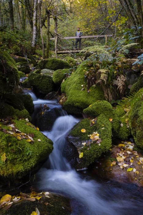 La reserva natural de Muniellos en otoño