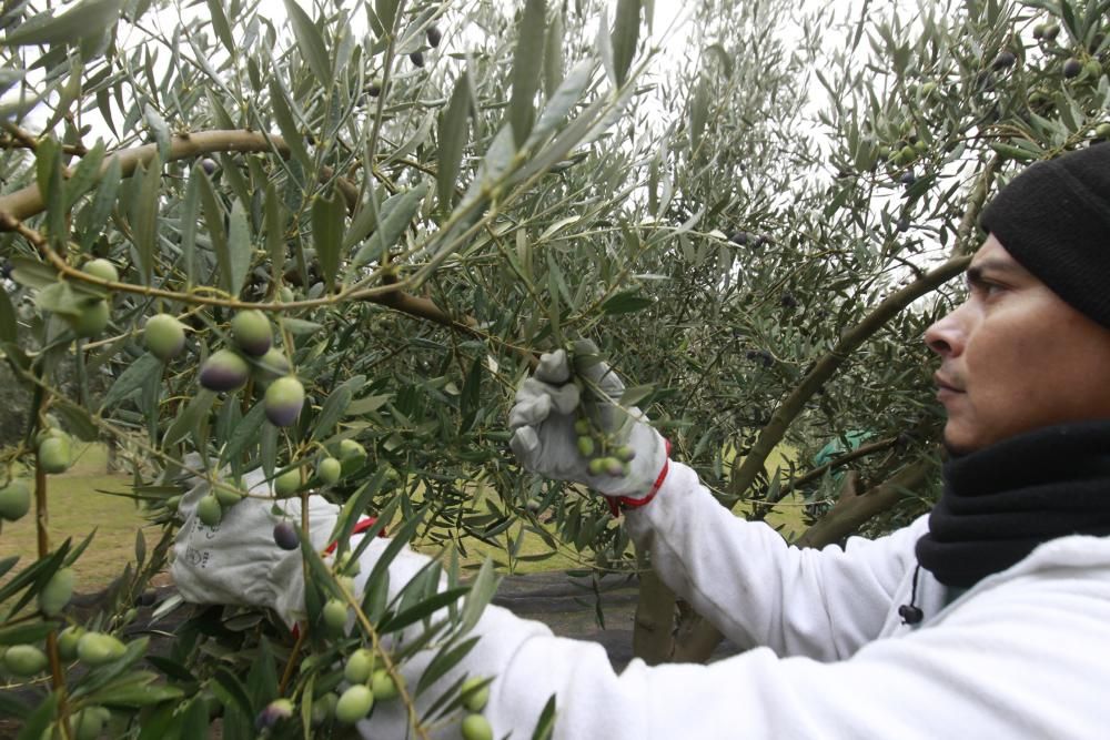 Vareando olivos en el interior de Galicia