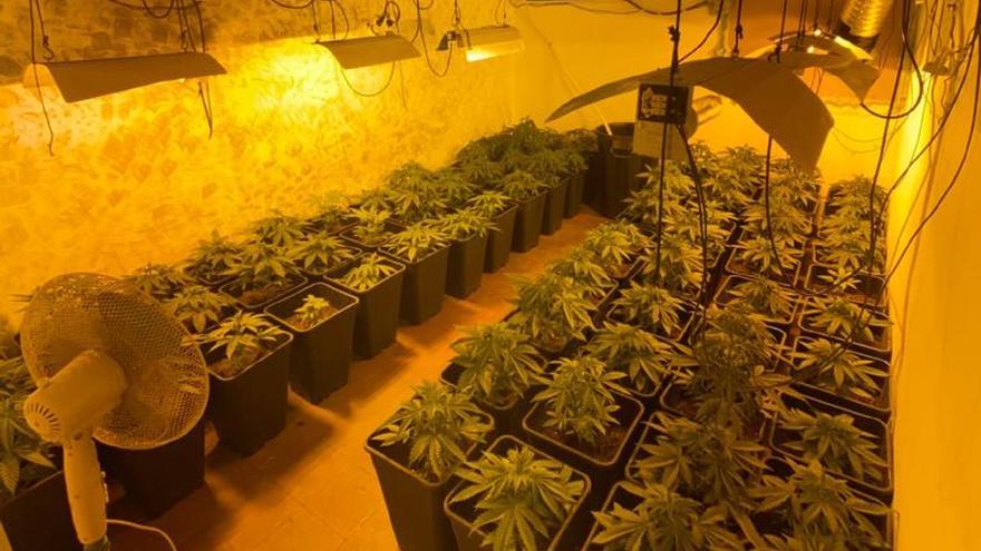 Desmantelan una plantación de marihuana con 166 plantas en las Casitas Rosas