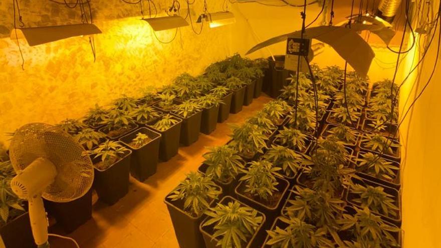 La Policía Local de Valencia desmantela una plantación de marihuana cen las Casitas Rosas