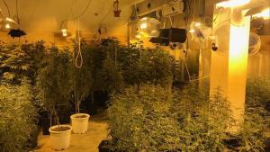 Plantación de marihuana decomisada en otra operación policial.