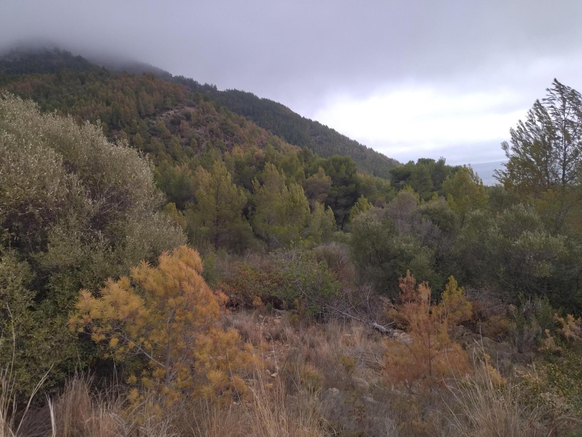 El Montgó pide agua a gritos: paisaje amarillo por la sequía (imágenes)