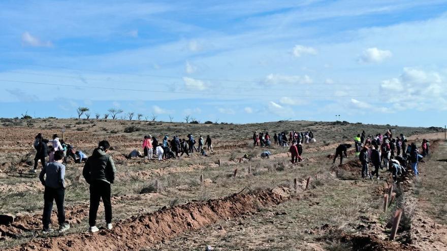 Los escolares de La Almunia plantan más de 1.600 árboles