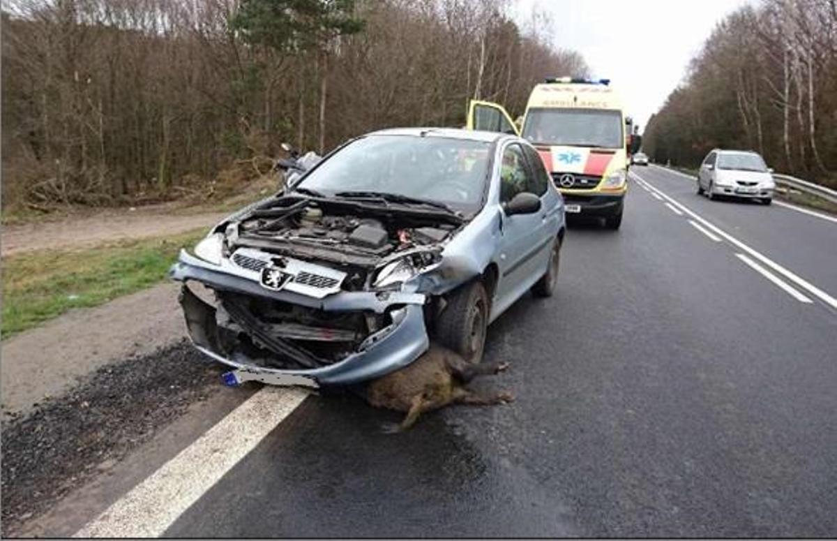 Accidente causado por un jabalí en una carretera catalana