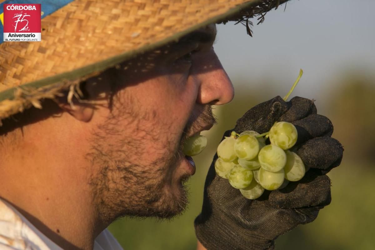 Vendimia en Montilla Moriles.